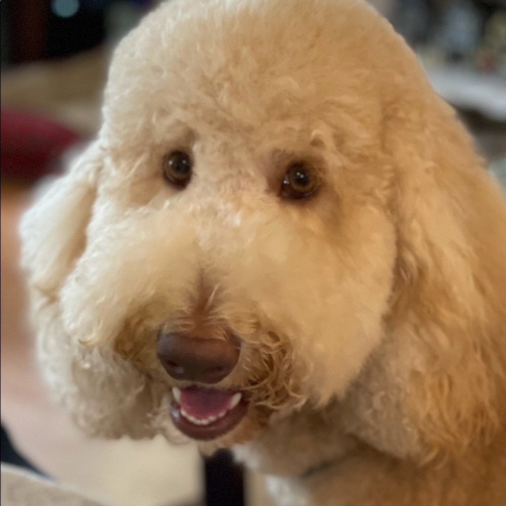 Meet your Posher, Barbara